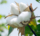 About-us-cotton
